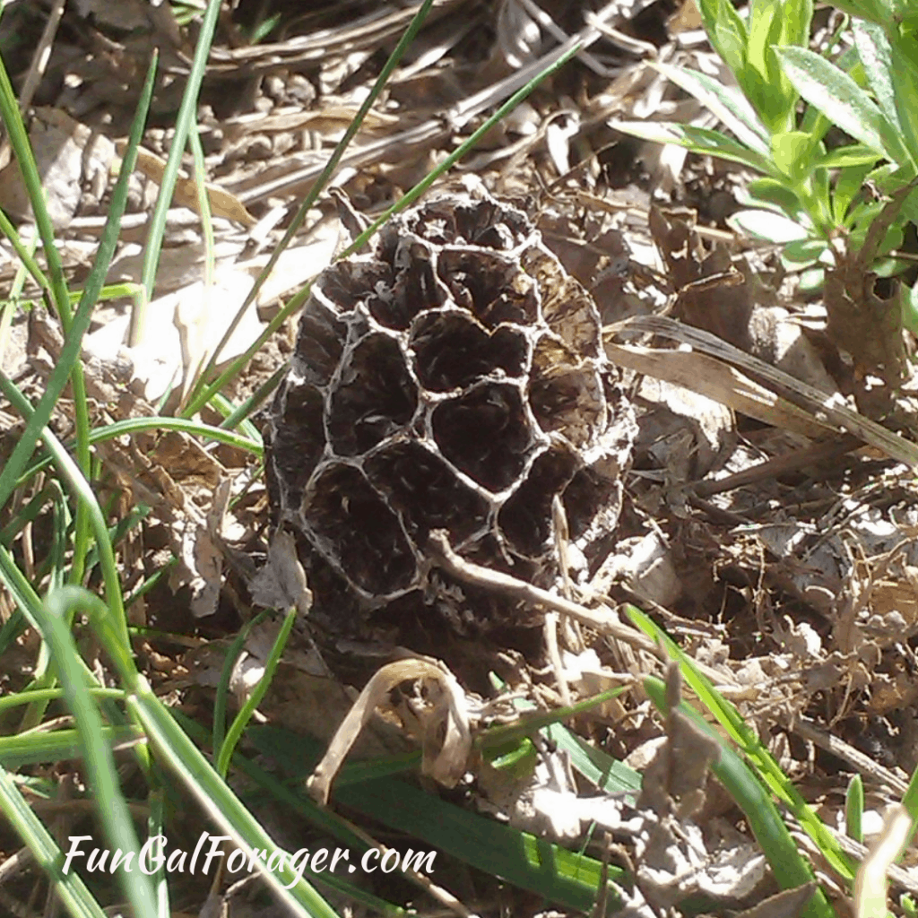 How to Find Morel Mushrooms in Idaho and Beyond A Comprehensive