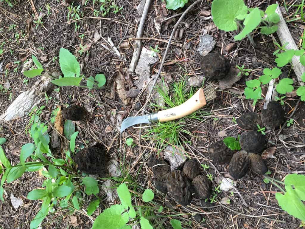 How to Find Morel Mushrooms in Idaho and Beyond A Comprehensive