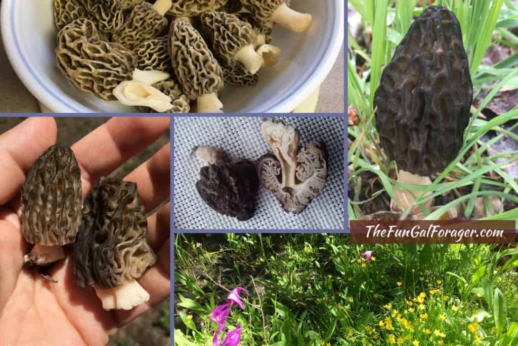 How to Find Morel Mushrooms in Idaho and Beyond A Comprehensive