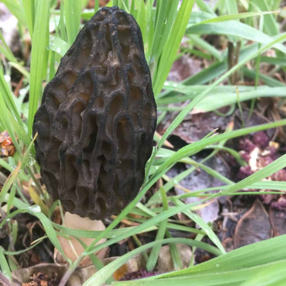 How to Find Morel Mushrooms in Idaho and Beyond A Comprehensive Beginner's Guide The FunGal