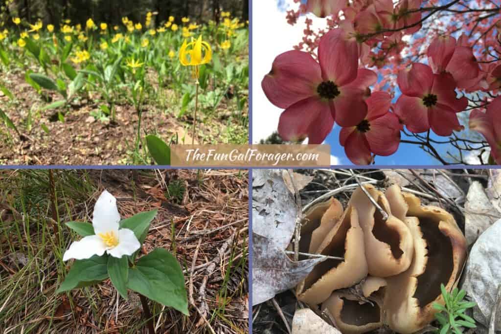 How to Find Morel Mushrooms in Idaho and Beyond A Comprehensive