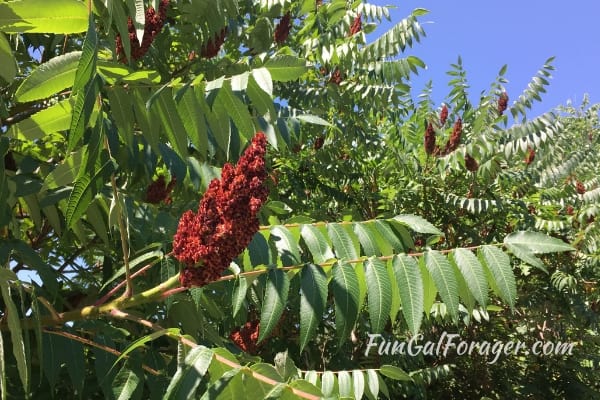 red staghorn sumac cones against green leaves