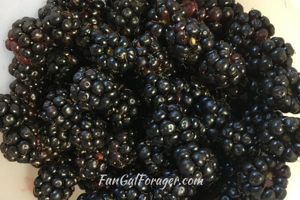 bowl of wild blackberries