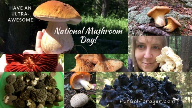 Celebrate national mushroom day October 15 with the fun gal forager.