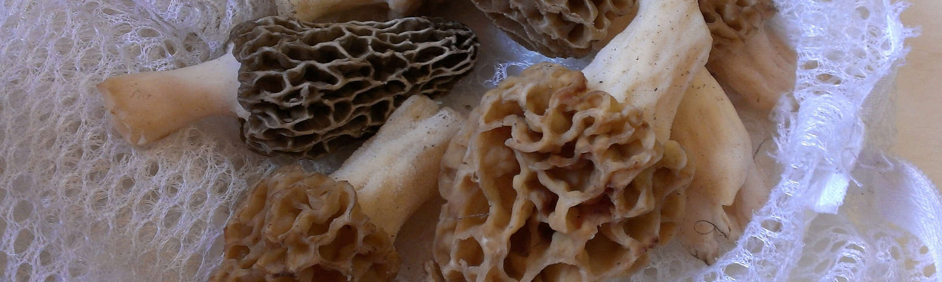 Mesh bag full of morel mushrooms or morchella americana, found along the Boise Greenbelt.